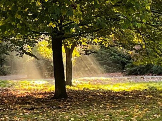 ''Sunlight streaming through trees in a park, symbolizing growth and reflection on the path to understanding attachment and wellbeing.''